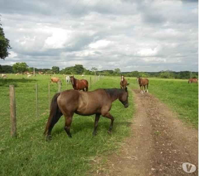 110 hectares prox Campo grande ms