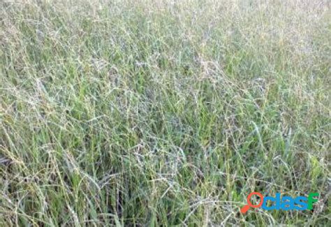 Fazenda com 600 há em Branquinha-AL - Fazenda a Venda no