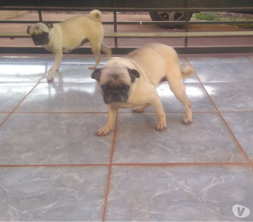 Pug fêmea