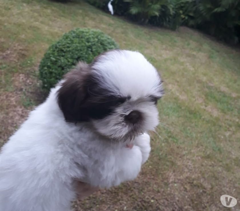 Shih Tzu filhotes miniatura (parcelo nos cartões)