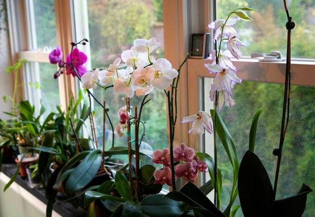 Como fazer sua orquídea florir