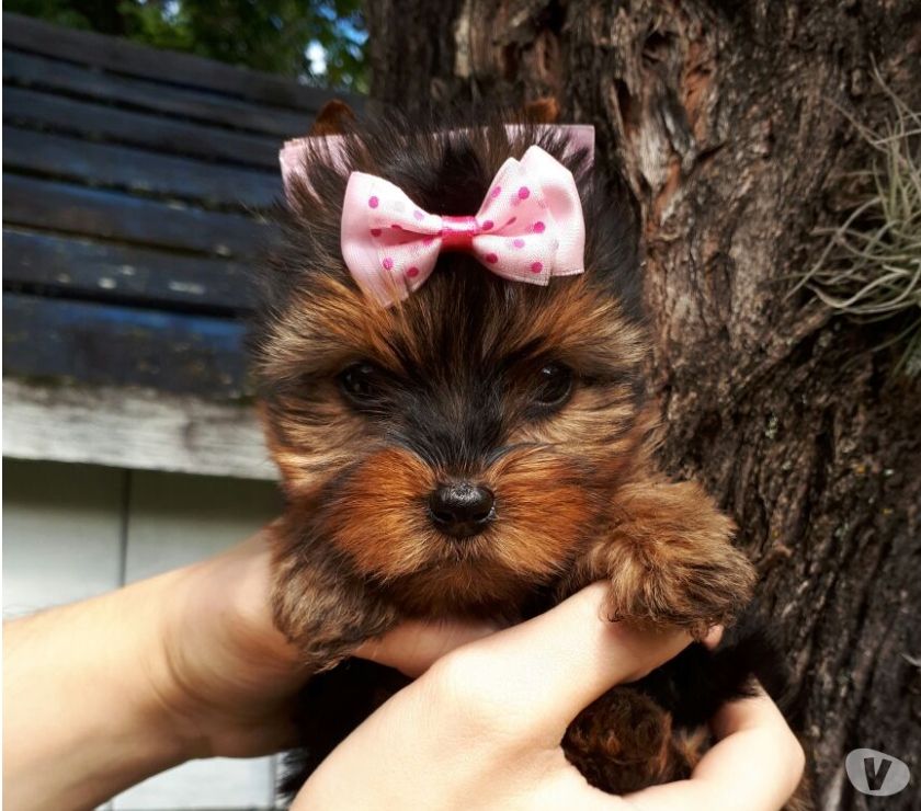 Lindos filhotes de Yorkshire Terrier Whatsapp 