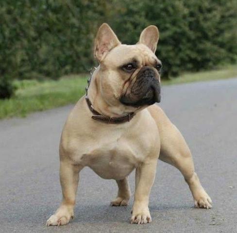 Bulldog Francês (Czar)