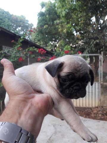 Cachorro