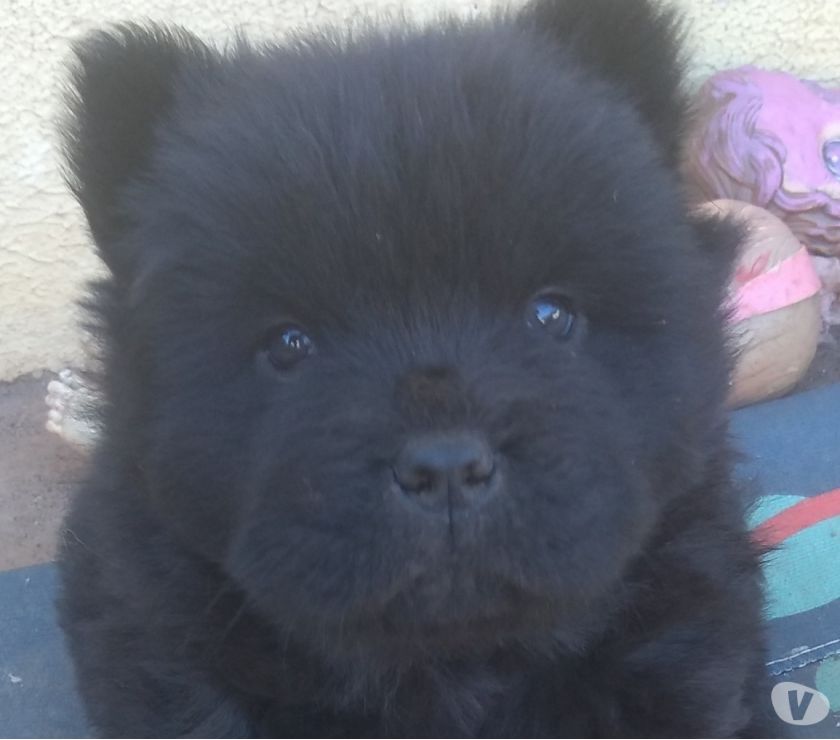 Chow Chow pura fêmea