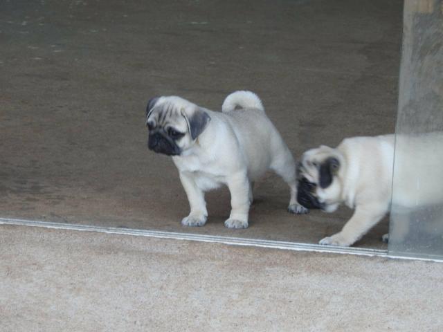 Pug Com Garantia e Pedigree CBKC