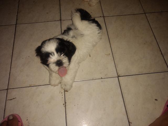 Shih Tzu