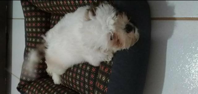 Shih tzu