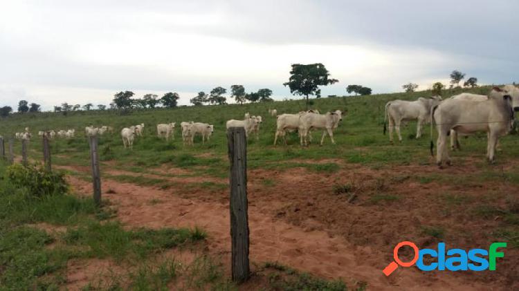 Fazenda em Canarana -.... por 23 milhões à venda