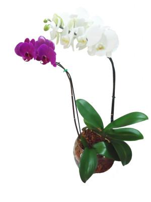 Orquídeas Phalaenopsis Branca e Pink.