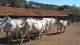 17 vacas 10 km de Goiânia