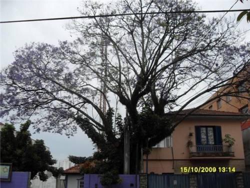 Corte e poda de arvore jardinagem paisagismos