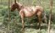 Burro Caqui LF