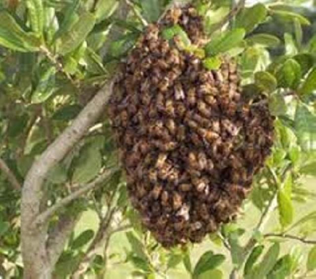 Captura e remoção de abelhas e marimbondos