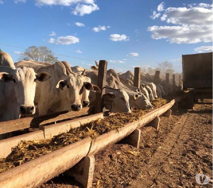 3220 hectares fazenda regiao porangatuba go