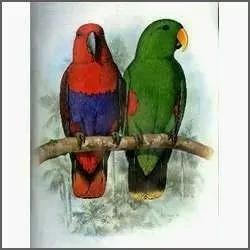 514 - Parrots (papagaios) Of The Word A Maior Obra Editada