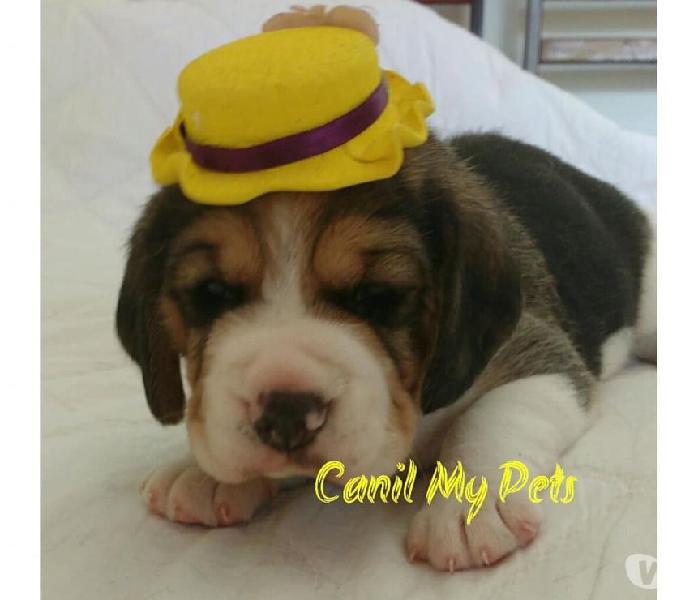 FILHOTES DE BEAGLE 13 POLEGADAS - CANIL MY PETS