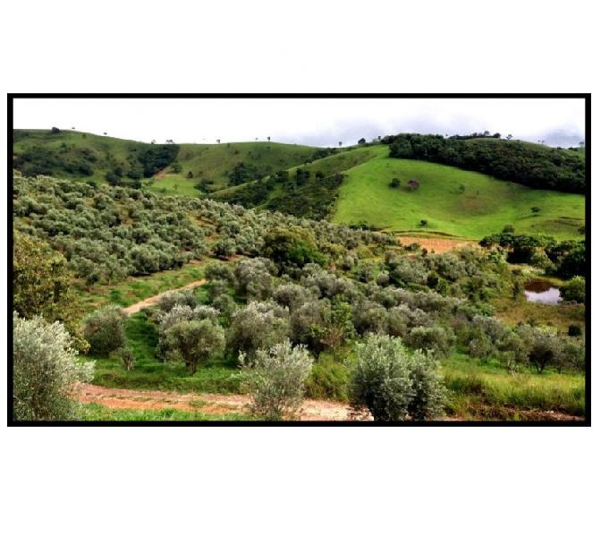 SITIO PRODUZINDO AZEITE OLIVA E SUCO DE FRUTAS - LORENA - SP