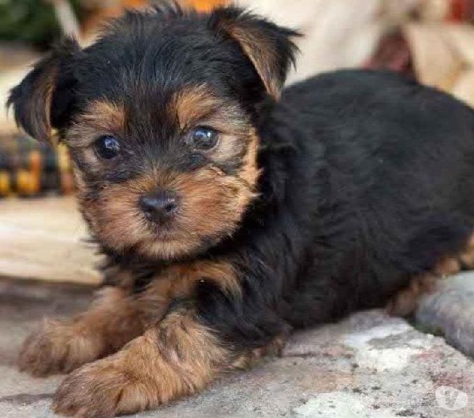 Yorkshire Terrier os menores da região
