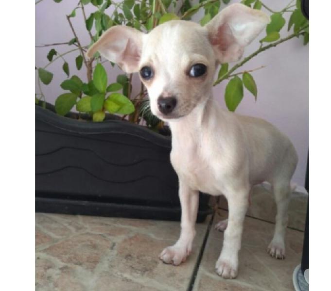 Chihuahua Filhote Machinho