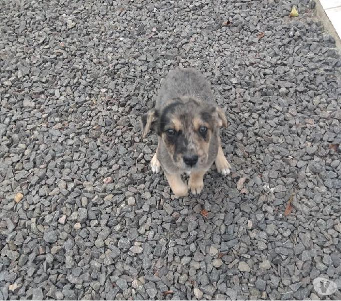 Cãozinho para adoção