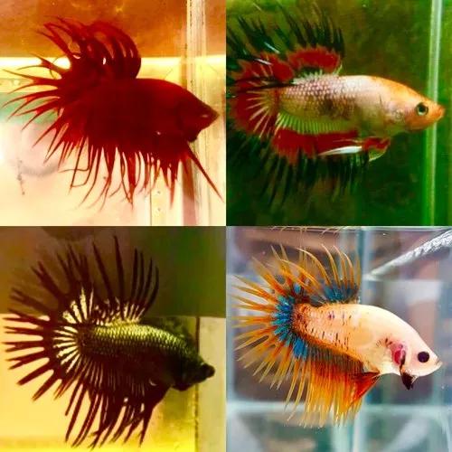 Betta Crowntail Hm Lt - Macho Importado.