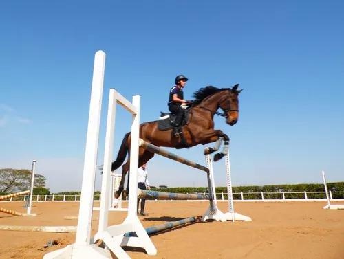 Cavalo Bh Hipismo Brasileiro Salto Equitação