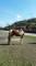 Cavalo Mangalarga Pampa