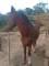 Cavalo mangalarga registrado