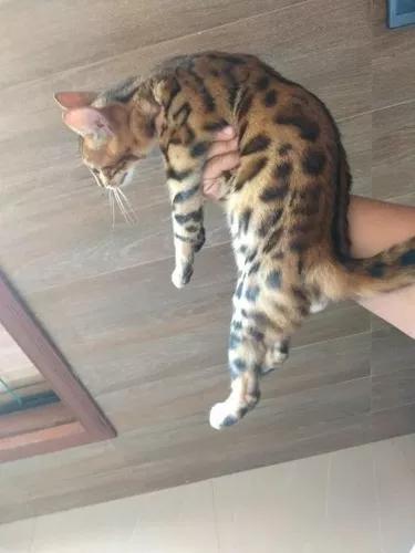 Gato Bengal Filhote Macho