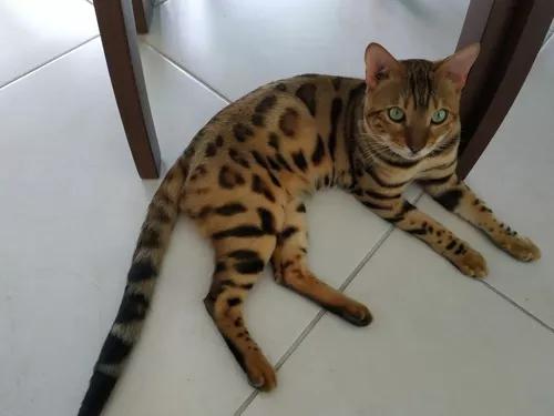 Gato Bengal Fêmea, Linda Pelag