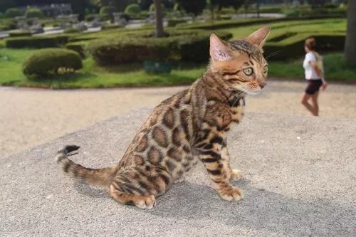 Gato Bengal Linhag