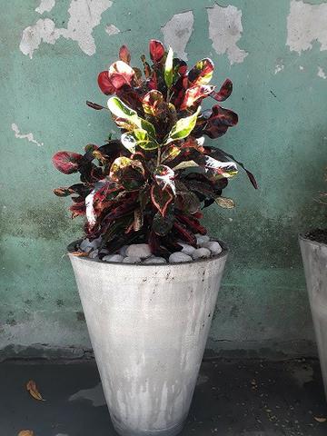 Linda planta ornamental