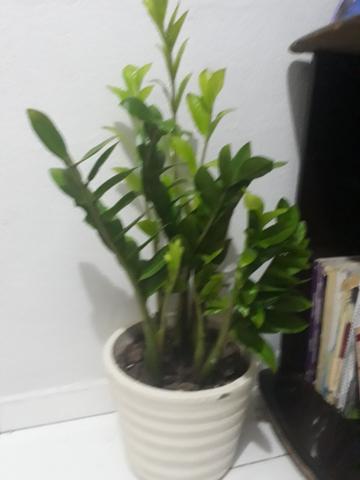 Vendo essa zamiocuca planta para sala