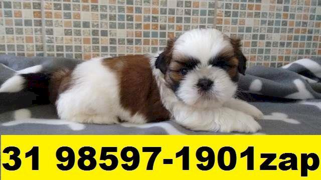 CANIL EM BH FILHOTES DE CÃES SHIHTZU MINI