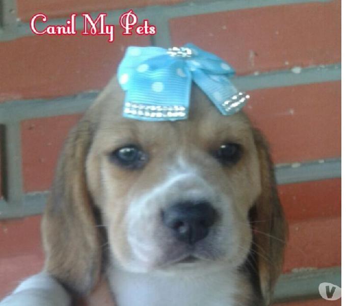 FILHOTES DE BEAGLE 13 POLEGADAS - CANIL MY PETS