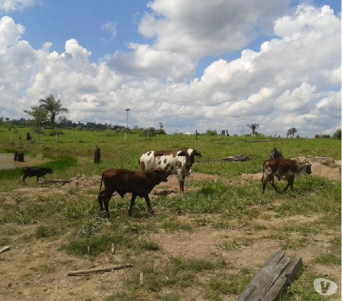 Fazenda 75 hectares