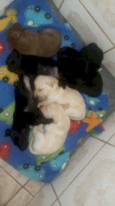 Filhotes de Labrador 2 fêmeas e 5 machos