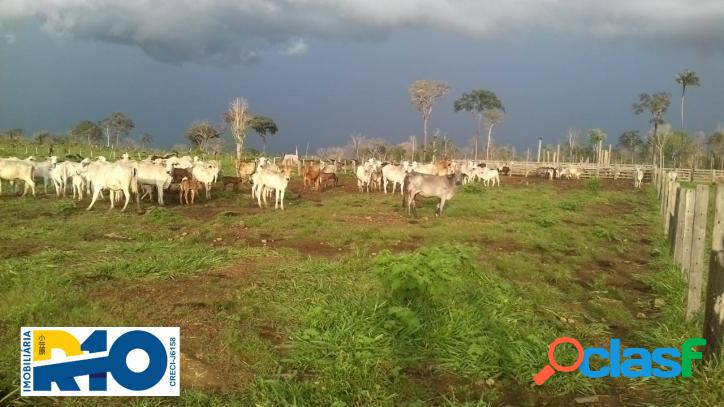 Fazenda a Venda, para Pecuária 2.516 Ha Município de