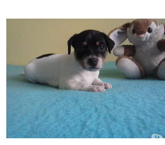 Fox Paulistinha