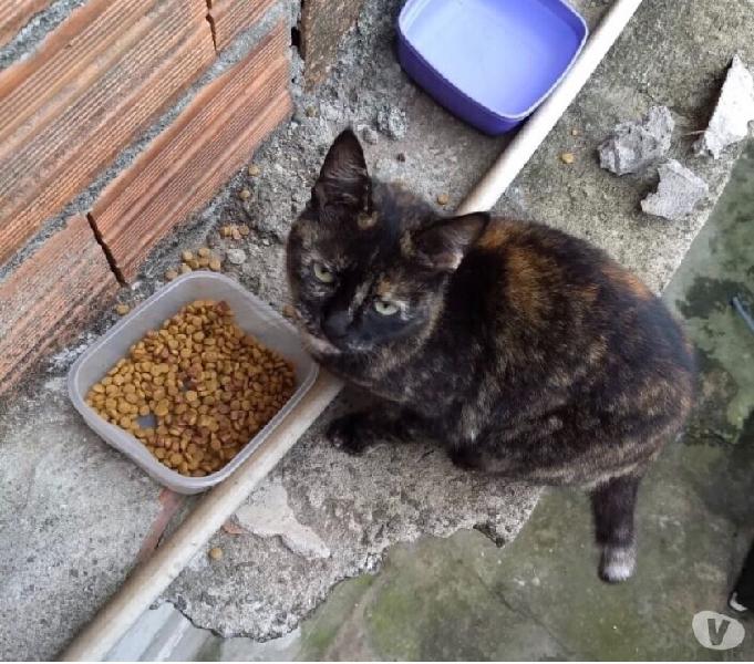 Luna pra adoção urgente