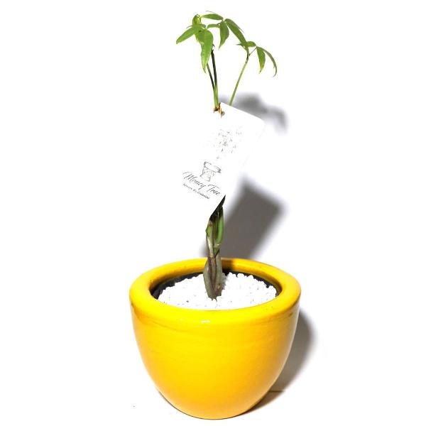 vaso redondo com árvore do dinheiro (amarelo)