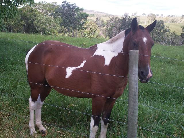 Fazenda presidente olegario 150ha