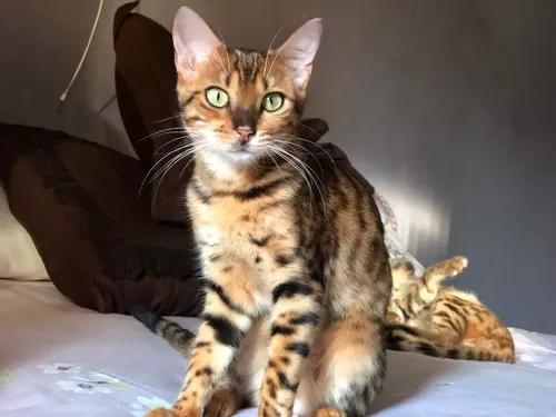 Gatos Bengal F