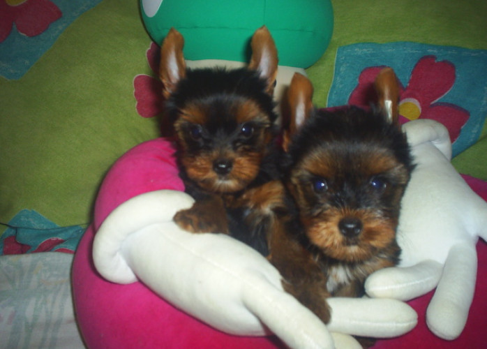 Yorkshire Terrier o menor do Rio de Janeiro