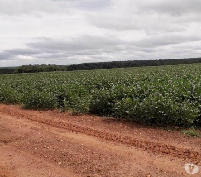 EXCELENTE FAZENDA DE SOJA COM 3.800 HECTARES EM GUARAI TO