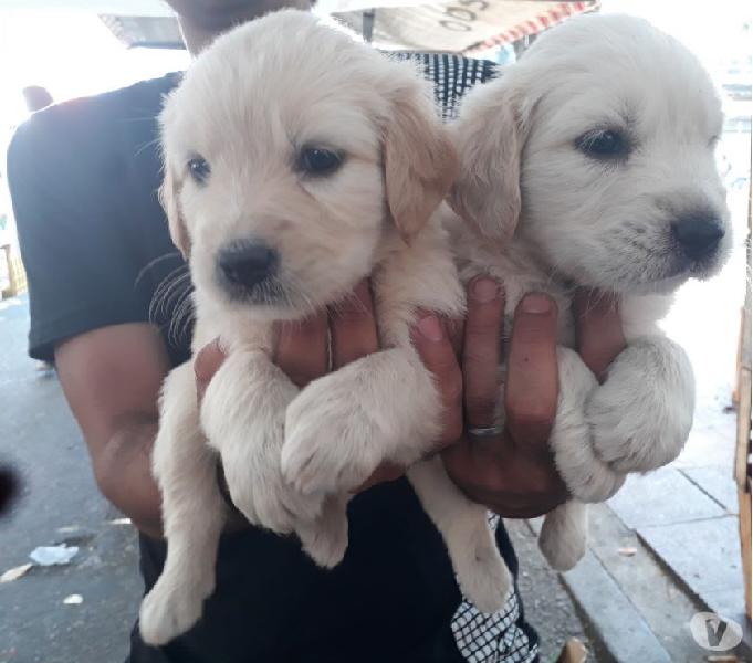 Filhote de Golden retriver