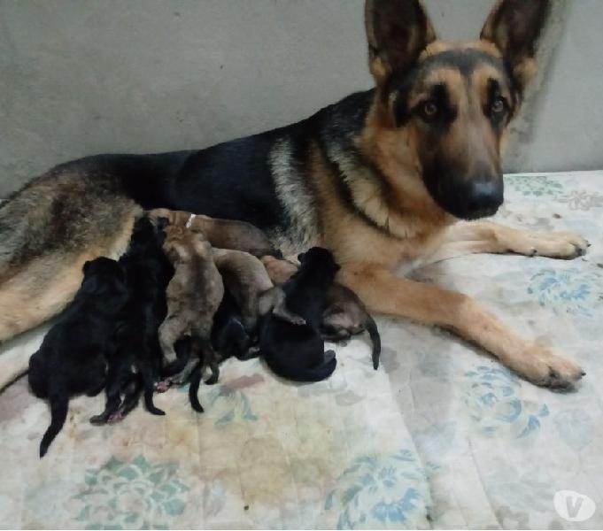 Filhotes de pastor belga malinois com pastor capa preta