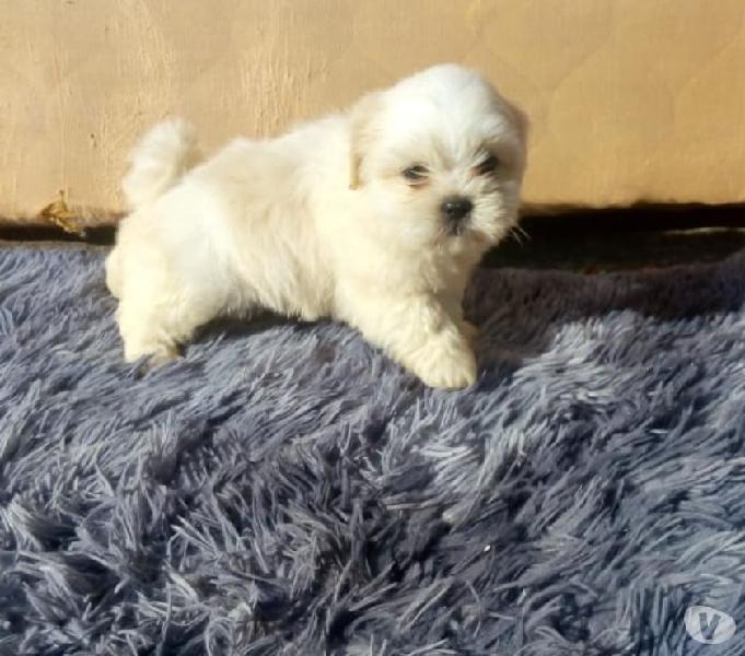 LINDOS FILHOTES LHASA-APSO