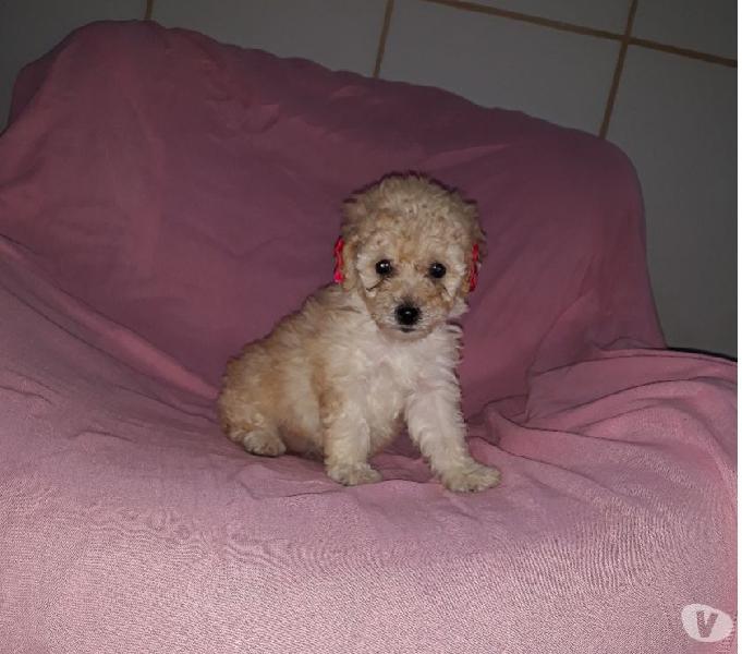 Poodlezinha linda fêmea, parcelamos no cartão!!